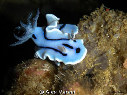 Chromodoris willanii by Alex Varani 